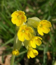 Primula Veris.The rare COWSLIP. Wild gorgeous &threatened. bargain price 25sds