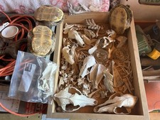 Nice Lot Animal Bones Turtle Coyote Skulls Rat Bones Vertebrae Art Craft Jewelry
