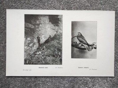 Example of Kestrel and Nest, Yorkshire (Ornithology) - Antique Print - 1907