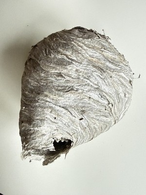 Bald Faced Hornet Nest   Natural Paper Wasp Hive Interior Comb Visible   7  x 9 