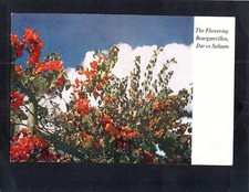 I7690 Tanzania Dar-es-salaam Bouganvillea vintage postcard