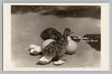 Los Angeles California CA Ostrich Farm RPPC Real Photo Postcard 1930-50