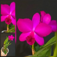 Mini Cattleya Hybrid Deep Burgundy. 1 Flower Spikes. Well Rooted. 12 Cm Pot 