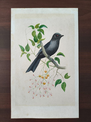 VINTAGE ORIG. WATERCOLOUR -NATURAL HISTORY-BIRDS-FORK TAILED DRONGO -1950CA