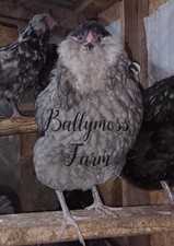 AMERAUCANA-MARANS-SALMON FAVORELLES-WHEATEN OLIVE EGGER Hatching Eggs