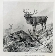 Antique Deer/Elk Hunting ANTLERED GAME 1895Print Lot~Man Cave Den Cabin Art Work