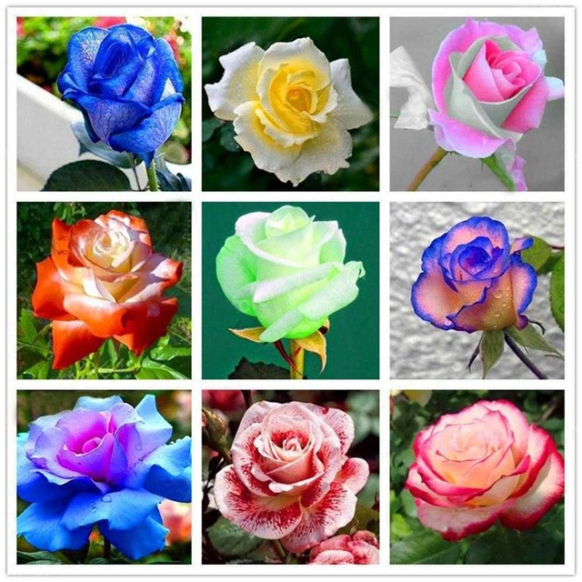 Multicolor 200PCS Rare Rainbow Rose Flower Seeds Home