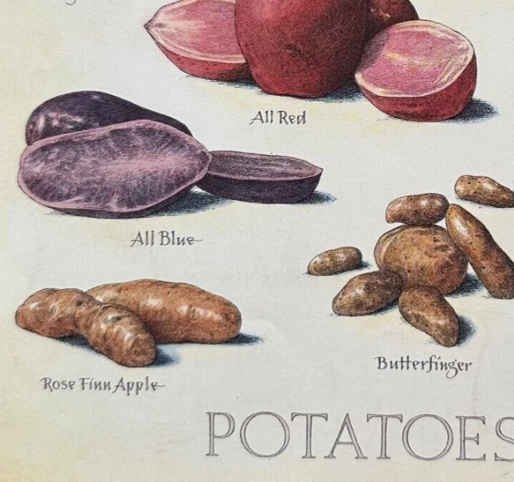 Cooks Illustrated Back Cover Only Kitchen Art John Burgoyne : POTATOES - Image 4 of 4