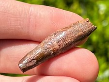 ROOTED Pterosaur Dinosaur Tooth Fossil Morocco Cretaceous Age Kem Kem