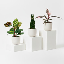 3 Mini Plants Bundle for £20