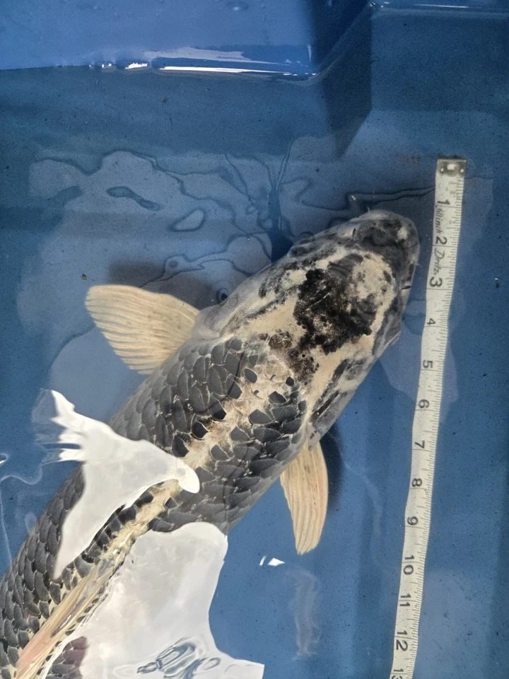 26 In Gin Matsuba Live Koi Fish - Image 3 of 4