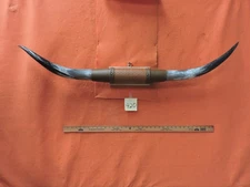 MOUNTED STEER BULL  HORNS 4' 2" tip to tip #420 BULL HORN LONGHORN