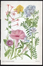 1928 Clements Rocky Mountain Flowers Vintage Botanical Print Morning Glory, etc