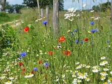 BLUMENWIESEN SAMEN 50 m² 🌼 Klatschmohn Kamille Margerite Kornblumen WILDBLUMEN