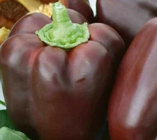 CHOCOLATE BEAUTY BELL PEPPER SEEDS 30+ SWEET PEPPER culinary FREE SHIPPING