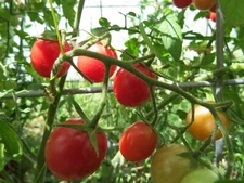 Artesan Pink cherry tomato  - fantastic flavor and production