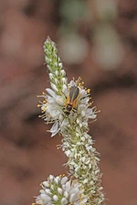 Organic White Clover {Dalea candida}100+ seeds Free Shipping!