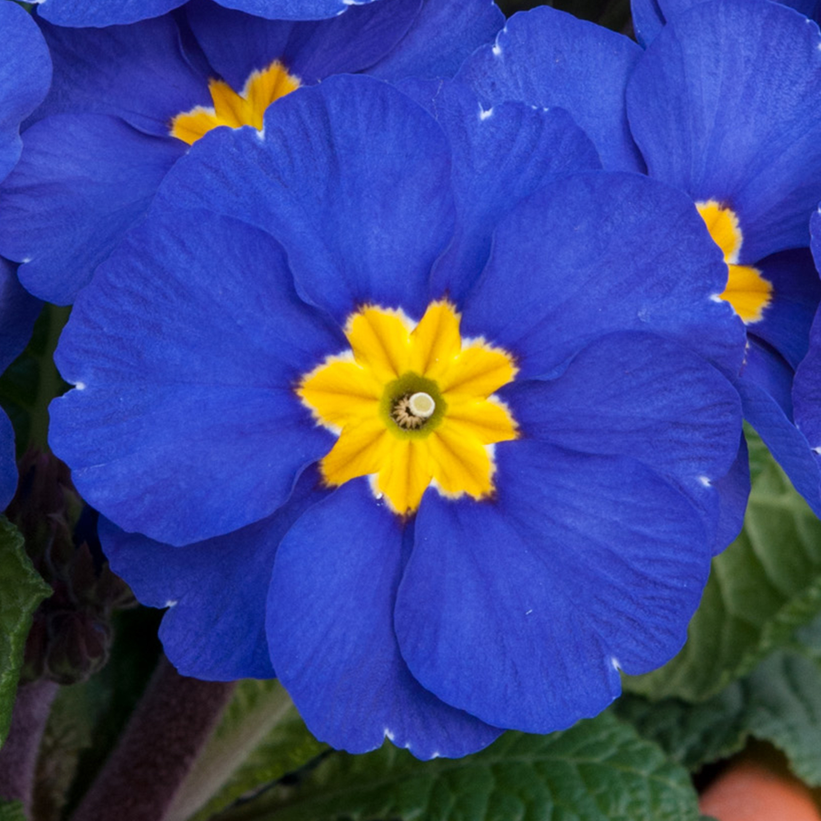 Polyanthus Blue Colourful Flowering Garden Ready Bedding Plants 6