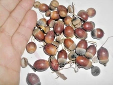 12 JAPANESE BLUE OAK ACORNS -  Quercus glauca