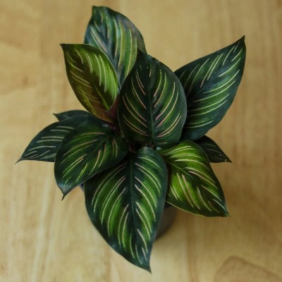 Calathea Ornata 'Beauty Star'