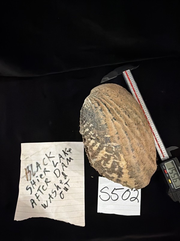 Fresh Water Mussel Shell 155.6mm Collected Lake Blackshear GA 1994 (S502)