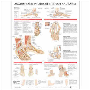 Anatomy And Injuries Of The Shoulder Chart