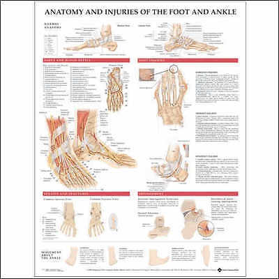 Anatomical Foot Chart