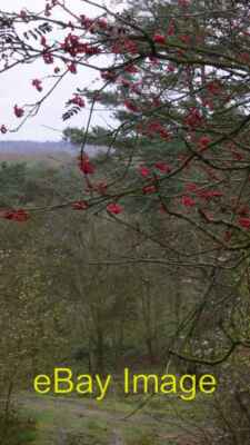 Photo 6x4 Bridleway on Black Down Hatch Farm Hill Two months ago the rowa c2009