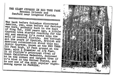 RPPC The Giant Cypress In Big Tree Park Florida FL c1901 Real Photo Postcard