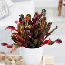 40cm Codiaeum Mammy Joseph's Coat Croton Plant Houseplant 13cm Pot