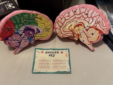 Cross Section Foam Brain Module 3D Display Anatomically Correct Teaching Tool