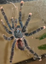 One(1)Live Pink Toe Tarantula 2-3 Inch (Avicularia avicularia)*Bonus Added*