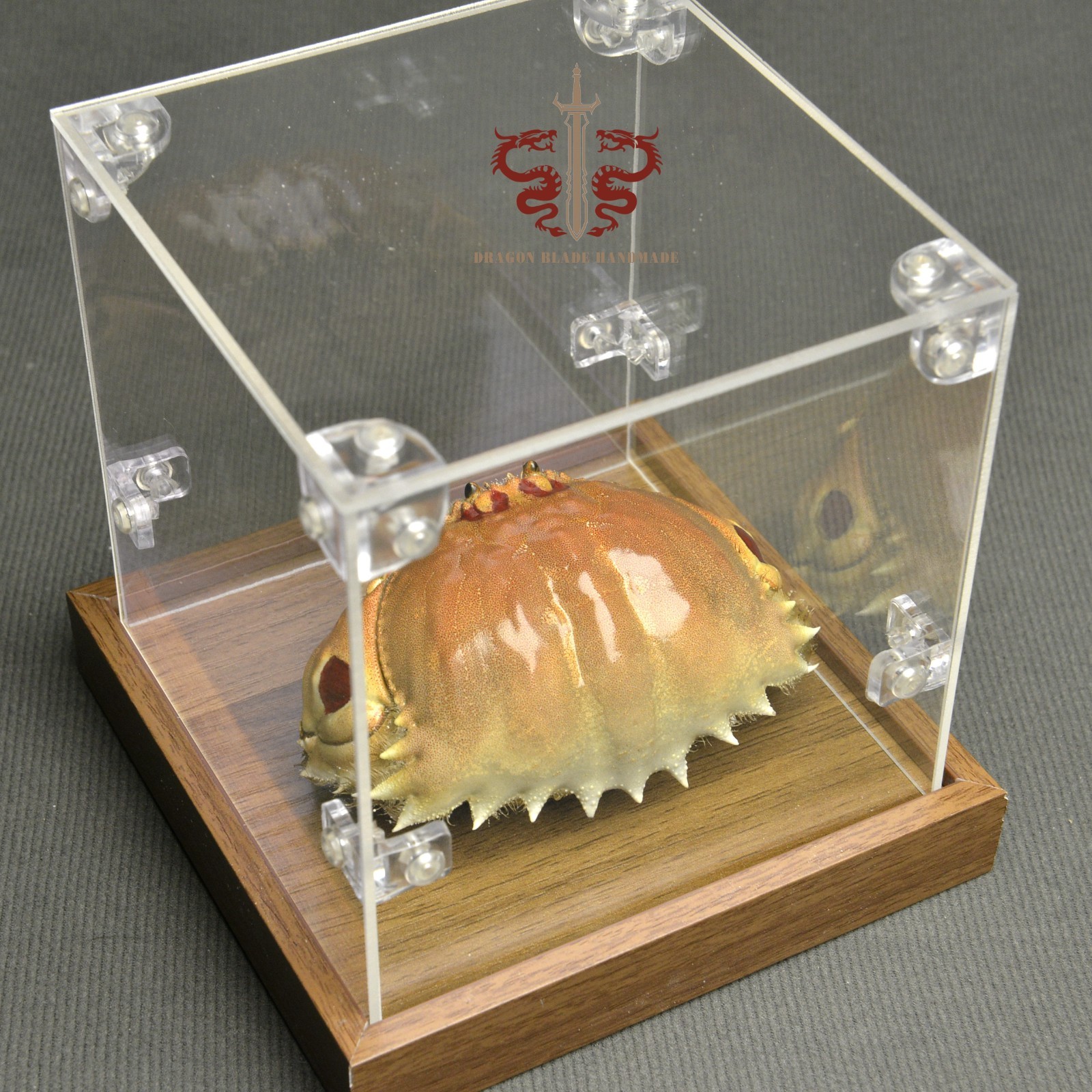 Museum Incloser Empty Crab specimen Calappa philargius, museum-quality taxidermy & display ...