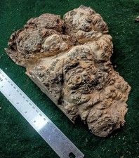 Wild Maple Burl Carving Blank 10 x 9 x 3 Thick Figured Natural Edge Wood