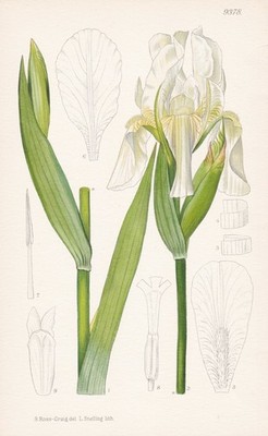 Iris Kashmiriana India Schwertlilie Blume flower botany Lithographie Curtis 9378