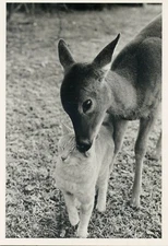 7CPSM / CARTE POSTALE / CHAT / CAT / EDITION ADMIRA & PING DAY / N° 7