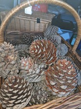 Large Pine Cones X 43