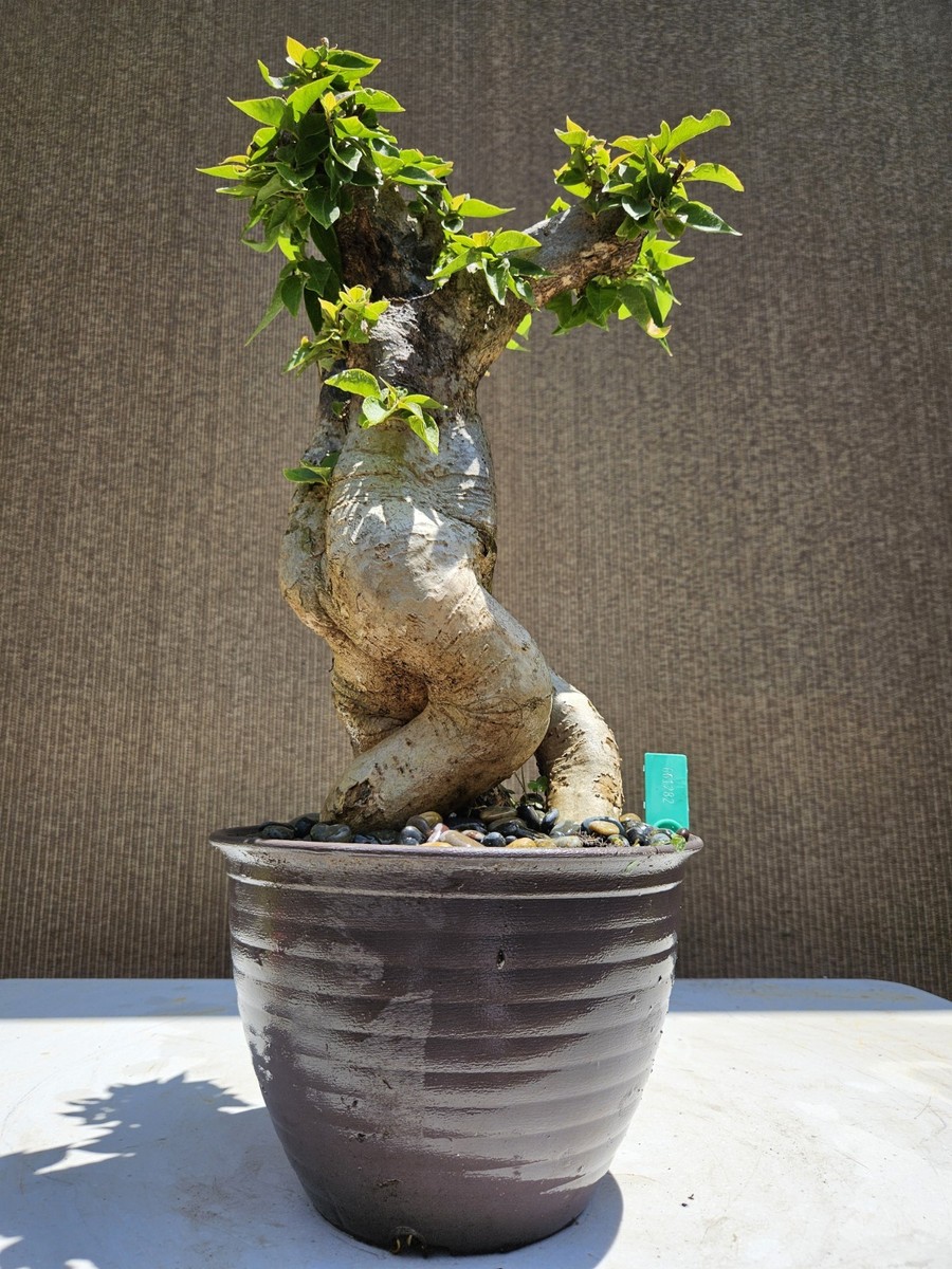 asiatic lilie Tiny Parrot Patio Lily