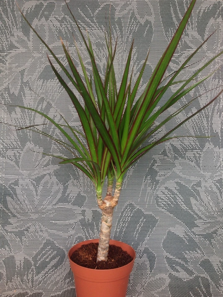 1 Bonsai Tree Live Plant Dracena Marginata Dragon Madagascar 5 Years Old 4" Pot - Image 3 of 4