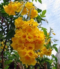Tecoma Stans, Yellow Elder, Trumpet Shrub Bush, Small Tree 20 Seeds
