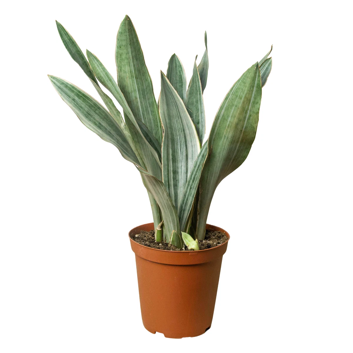 Snake Plant Sansevieria Houseplants for sale | eBay