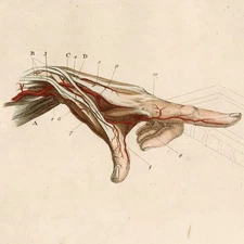 SCARCE 1839 RICHTER & SCHROTER ANATOMICAL Hand-Colored Engraving, Tab. XIII