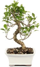 Compact Golden Gate Ficus Bonsai Tree - Indoor D cor Masterpiece for Any Space