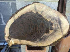 Black Walnut (Live Edge) (wood slice, table top round) epoxy pieces (thick)