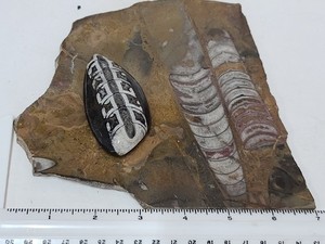 Orthoceras Polished Fossil 7” x 6.5” Plate + Polished TearDrop 3" x 1.5"