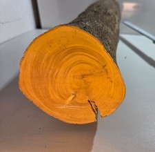 1 Stamm Drechselholz Buchsbaum Buxus Buchsbaumholz Edelholz 2309g TOP !!! D=95mm