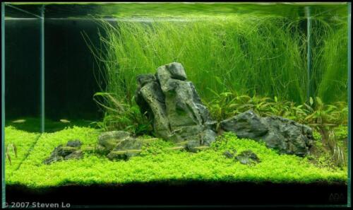 Giant Hairgrass Eleocharis Vivipara Bunch Live Aquarium Plants  BUY2GET1FREE* | eBay