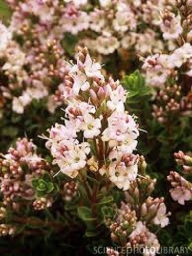 Shrub Plug 3X HEBE SHRUB PLANT PLUGS, HARDY QUALITY SHRUBS, GROW YOUR OWN, MIXED ...