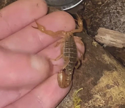 #ad 1 LIVE Captive Bred Juvenile Stripe Tail Devil Scorpion 1 ½ 2” Inches $25.00
