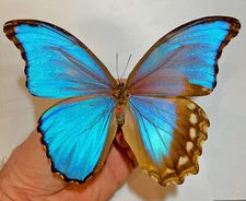 MORPHO GODARTII ASSARPAI******GYNANDRO***** Peru